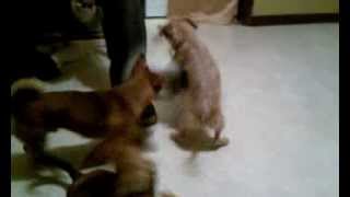 Gay Dogs
