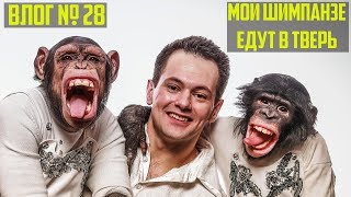 Переезжаем из Краснодара в Тверь | Мои Шимпанзе | Подготавливаем помещения для животных