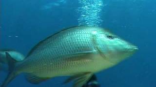 Spangled Emperor (Lethrinus nebulosus)
