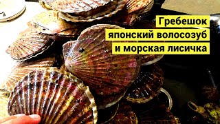 За едой с ведром. Гребешок, японский волосозуб и морская лисичка