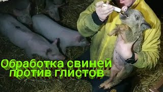 Поросята кашляют. Обработка свиней против глистов ✅