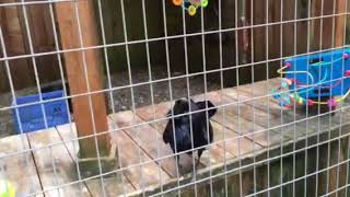 Drumming with Loki the Raven