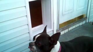 Power Pet Door - Real User Videos 117