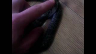 Индийская кобра (naja Naja )