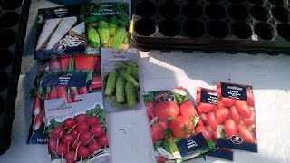 Рассада помидоров в домашних условиях.
