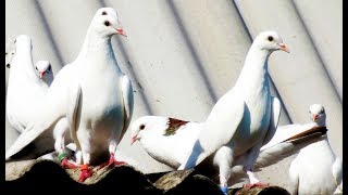 50 молодых Бакинцев уходит в точку 2019