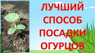 САЖАЙТЕ ОГУРЦЫ ТОЛЬКО ТАК! ЛУЧШИЙ СПОСОБ посадки огурцов. Как посадить рассаду огурцов в грядку.