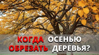 Когда осенью обрезать деревья?