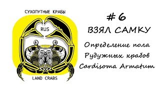 Определение пола Радужного краба Cardisoma Armatum