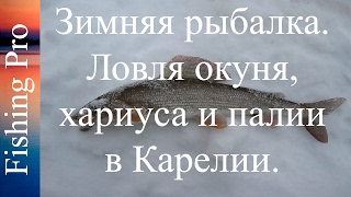 Зимняя рыбалка. Ловля окуня, хариуса и палии в Карелии.