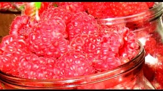 Жизнь - Малина. Как выращивать малину. Малина, феномен, урожайность!