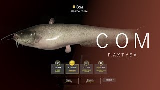 РУССКАЯ РЫБАЛКА 4 | RF4 - СОМ, Р.АХТУБА