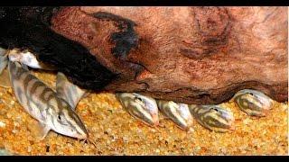 Мой аквариум ч. 11 Как вырастить боцию мраморную в аквариуме с хищниками для борьбы с улитками