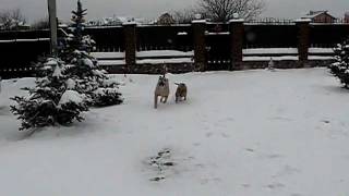 Ка де Бо ,ca de bou, Perro De Presa Mallorquin  - щенки, вязка
