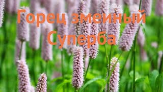 Горец змеиный Суперба ? змеиный горец Суперба обзор: как сажать, саженцы горца Суперба