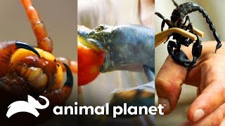 3 ataques de dragões | Perdido no Sudeste Asiático | Animal Planet Brasil