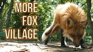Japan's Fox Village (Extra videos)