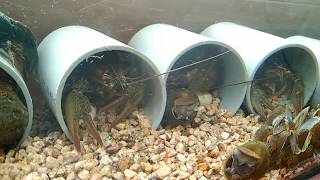 Раки в аквариуме. Прозрачная вода третья неделя пошла River crayfish in an aquarium #раки