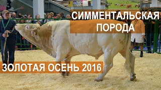 Бык Симментальской породы. Выставка Золотая осень 2016