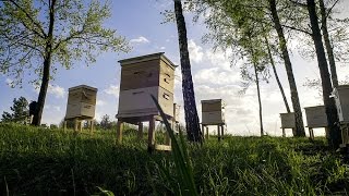 Основы пчеловодства. Урок 3: промышленное пчеловодство, часть II