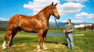 10 Shockingly Large Animals That Actually Exist