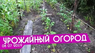 Урожайный Огород не Татьяны новое последнее видео 08 07 2019