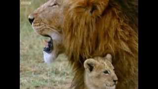 Practising my roar! | Little Big Cat | BBC