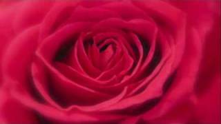 Harut Hagopian - Du Batsvel Es Varti Nman - Armenian Music (Wedding Song)