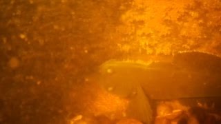 нерест бычков борьба за существование. подводная охота spearfishing