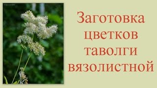 Сбор цветков таволги вязолистной