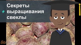 Секреты выращивания свеклы