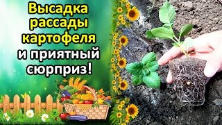 НЕОЖИДАННЫЙ СЮРПРИЗ ПРИ ПОСАДКЕ РАССАДЫ КАРТОФЕЛЯ! ВЫРАЩИВАНИЕ КАРТОФЕЛЯ СЕМЕНАМИ.