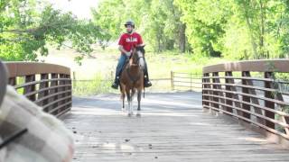 Missouri Foxtrotter Mare For Sale