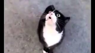 видео приколы кошки скачать бесплатно Смешные приколы с кошками1