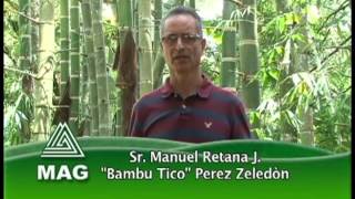 Producción de Bambú en Costa Rica