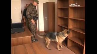 Репортер 07.09.2016. Кинологический центр Федеральной таможенной службы