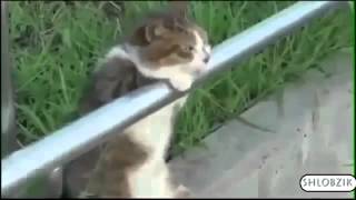СМЕШНЫЕ КОШКИ Подборка Самых Смешных Видео про Кошек и Котов! online video cutter com 9