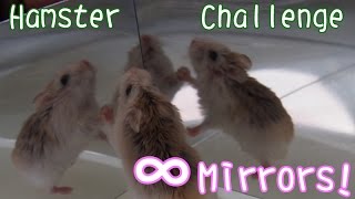 倉鼠 Hamster - 無限鏡房挑戰! Infinity Mirror Room Challenge!