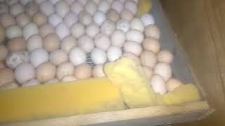 ИНКУБАТОР НА 600 ЯИЦ СВОИМИ РУКАМИ