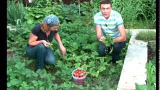 Земляника .После сбора урожая