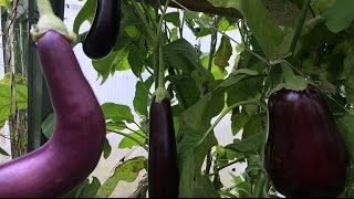 СБОР УРОЖАЯ И РАБОТЫ В ТЕПЛИЦАХ В КОНЦЕ СЕНТЯБРЯ!