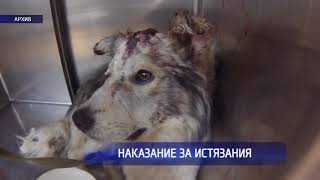 Мужчина избивший собаку получил год колонии