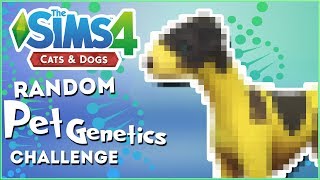 Bring on the Banana Dogs!! ? Random Pet Genetics Challenge!!