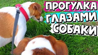 ПРОГУЛКА ГЛАЗАМИ СОБАКИ | 4 ДЖЕК РАССЕЛА НА ПРОГУЛКЕ | Darina Sweet