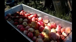 Прес и дробилка для яблок, или как я делаю сок.