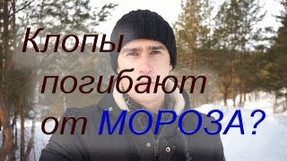 Клопы погибают на морозе?