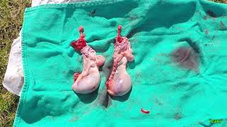 Veterinary Medicine - Educational Video: Equine Castration