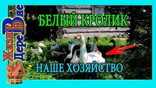 НАШЕ ХОЗЯЙСТВО.БЕЛЫЙ КРОЛИК . ЖИЗНЬ В ДЕРЕВНЕ.
