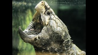 Топ 10 самых опасных рептилий в дикой природе./ Top 10 most dangerous reptiles in the wild.