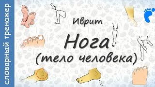 Тело человека на иврите. Нога || crazylink.ru